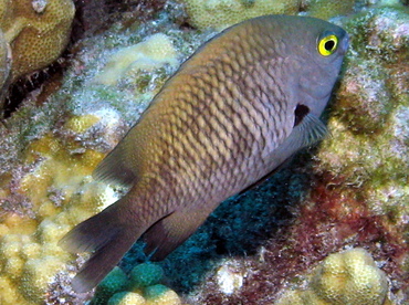 Hawaiian Gregory - Stegastes marginatus - Big Island, Hawaii