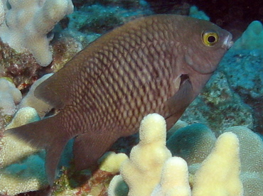 Hawaiian Gregory - Stegastes marginatus - Big Island, Hawaii