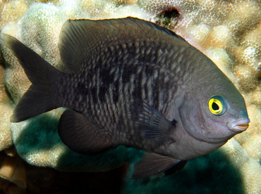 Hawaiian Gregory - Stegastes marginatus - Big Island, Hawaii