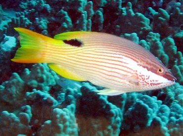 Hawaiian Hogfish - Bodianus albotaeniatus - Big Island, Hawaii