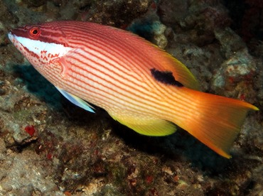 Hawaiian Hogfish - Bodianus albotaeniatus - Lanai, Hawaii