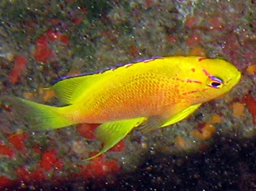 Hawaiian Longfin Anthias - Pseudanthias hawaiiensis - Lanai, Hawaii