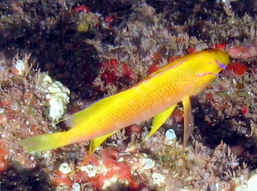 Hawaiian Longfin Anthias - Pseudanthias hawaiiensis - Lanai, Hawaii