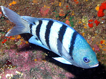 Hawaiian Sergeant - Abudefduf abdominalis - Lanai, Hawaii