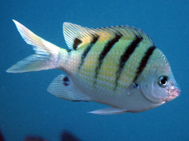 Hawaiian Sergeant - Abudefduf abdominalis - Big Island, Hawaii