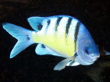 Hawaiian Sergeant - Abudefduf abdominalis - Lanai, Hawaii