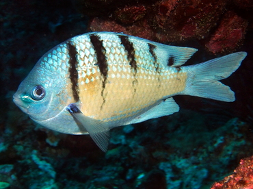 Hawaiian Sergeant - Abudefduf abdominalis - Big Island, Hawaii