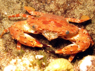 Hawaiian Swimming Crab - Charybdis hawaiensis - Maui, Hawaii