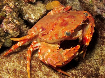 Hawaiian Swimming Crab - Charybdis hawaiensis - Maui, Hawaii