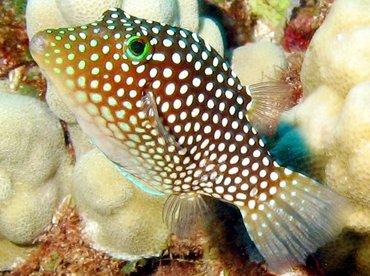 Hawaiian Whitespotted Toby - Canthigaster jactator - Lanai, Hawaii