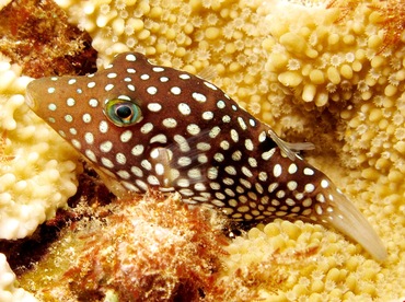 Hawaiian Whitespotted Toby - Canthigaster jactator - Maui, Hawaii