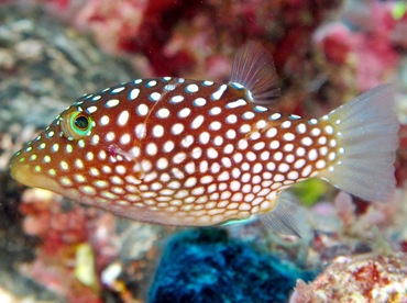 Hawaiian Whitespotted Toby - Canthigaster jactator - Lanai, Hawaii