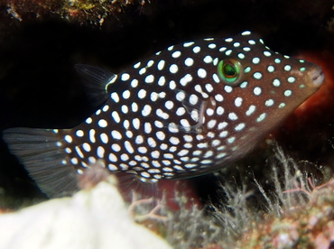 Hawaiian Whitespotted Toby - Canthigaster jactator - Big Island, Hawaii