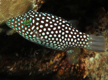 Hawaiian Whitespotted Toby - Canthigaster jactator - Big Island, Hawaii