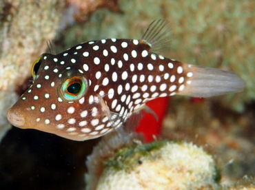 Hawaiian Whitespotted Toby - Canthigaster jactator - Big Island, Hawaii