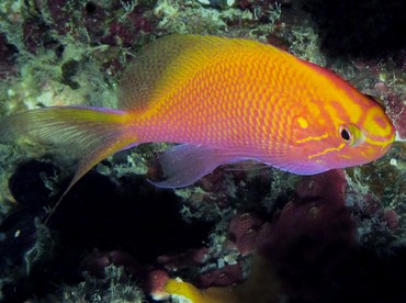 Hawk Anthias - Serranocirrhitus latus - Palau