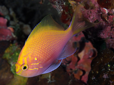 Hawk Anthias - Serranocirrhitus latus - Great Barrier Reef, Australia