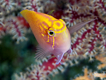 Hawk Anthias - Serranocirrhitus latus - Great Barrier Reef, Australia