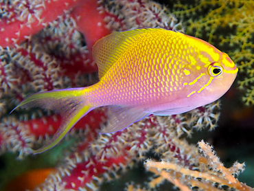 Hawk Anthias - Serranocirrhitus latus - Great Barrier Reef, Australia