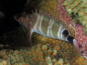 Redspotted Hawkfish - Amblycirrhitus pinos - Bonaire