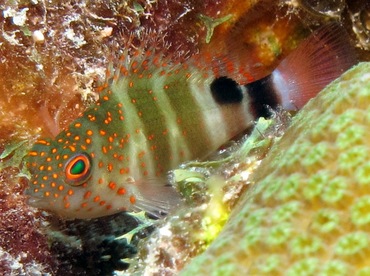 Redspotted Hawkfish - Amblycirrhitus pinos - Belize