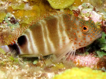 Redspotted Hawkfish - Amblycirrhitus pinos - Cozumel, Mexico