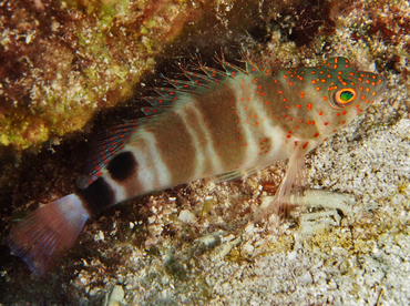 Redspotted Hawkfish - Amblycirrhitus pinos - Cozumel, Mexico