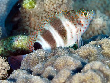 Redspotted Hawkfish - Amblycirrhitus pinos - Cozumel, Mexico