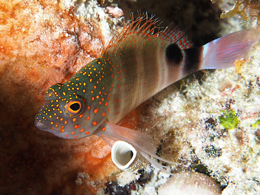 Redspotted Hawkfish - Amblycirrhitus pinos - Turks and Caicos