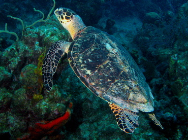 Hawksbill Turtle - Eretmochelys imbricata - Grand Cayman