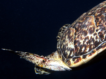 Hawksbill Turtle - Eretmochelys imbricata - Grand Cayman