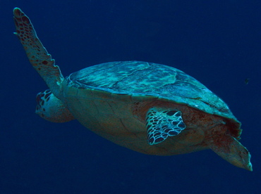 Hawksbill Turtle - Eretmochelys imbricata - Belize