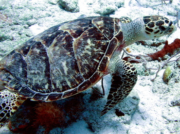 Hawksbill Turtle - Eretmochelys imbricata - Nassau, Bahamas