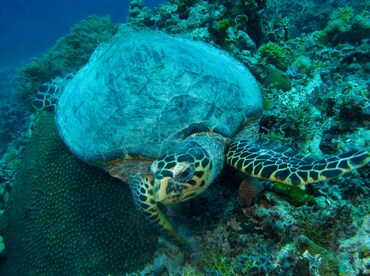 Hawksbill Turtle - Eretmochelys imbricata - Palau