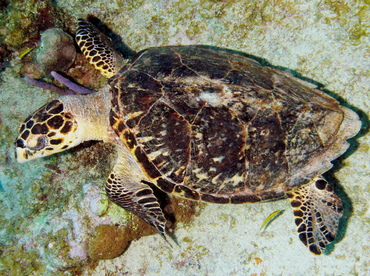 Hawksbill Turtle - Eretmochelys imbricata - Grand Cayman