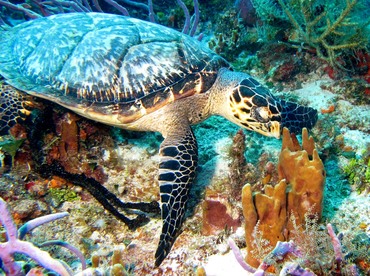 Hawksbill Turtle - Eretmochelys imbricata - Cozumel, Mexico