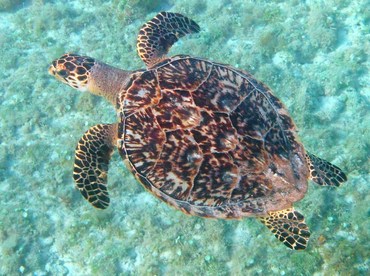 Hawksbill Turtle - Eretmochelys imbricata - Grand Cayman