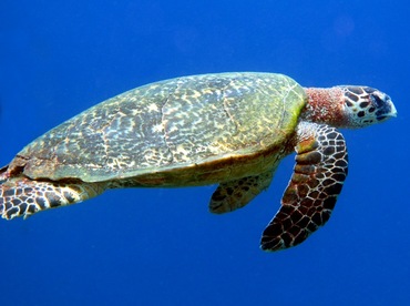 Hawksbill Turtle - Eretmochelys imbricata - Grand Cayman