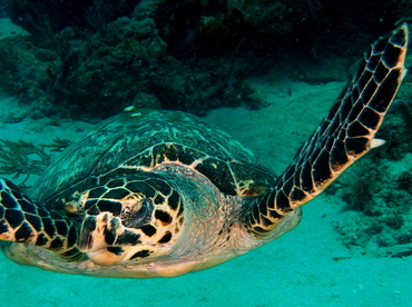 Hawksbill Turtle - Eretmochelys imbricata - Palm Beach, Florida