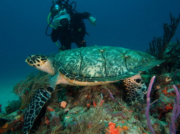 Hawksbill Turtle - Eretmochelys imbricata - Palm Beach, Florida