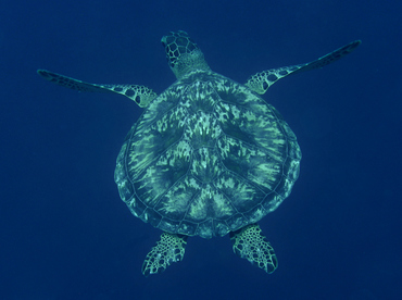 Hawksbill Turtle - Eretmochelys imbricata - Wakatobi, Indonesia