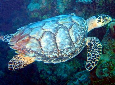 Hawksbill Turtle - Eretmochelys imbricata - Cozumel, Mexico