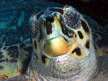 Hawksbill Turtle - Eretmochelys imbricata - Cozumel, Mexico