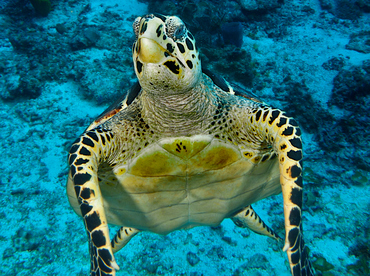 Hawksbill Turtle - Eretmochelys imbricata - Cozumel, Mexico