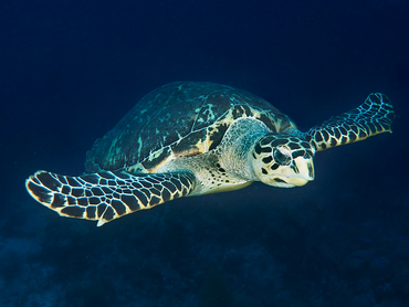 Hawksbill Turtle - Eretmochelys imbricata - Turks and Caicos