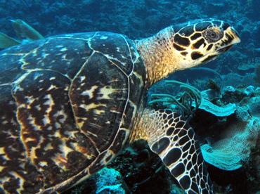 Hawksbill Turtle - Eretmochelys imbricata - Belize