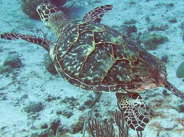 Hawksbill Turtle - Eretmochelys imbricata - Turks and Caicos