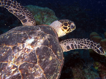 Hawksbill Turtle - Eretmochelys imbricata - Grand Cayman