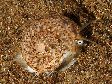 Variegated Sundial - Heliacus variegatus - Anilao, Philippines