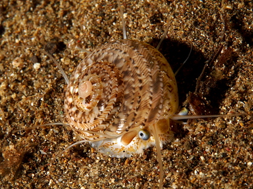 Variegated Sundial - Heliacus variegatus - Anilao, Philippines